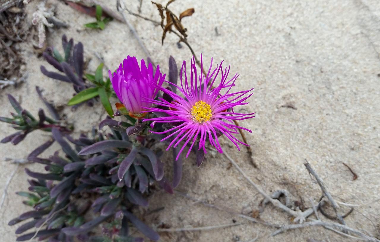 Morukuru Beach Lodge De Hoop Nature Reserve Екстериор снимка