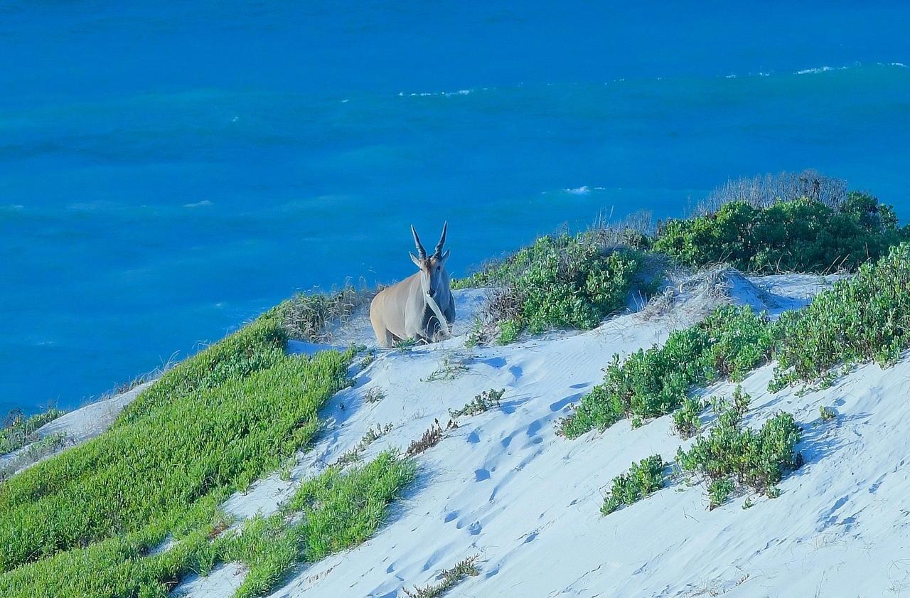 Morukuru Beach Lodge De Hoop Nature Reserve Екстериор снимка