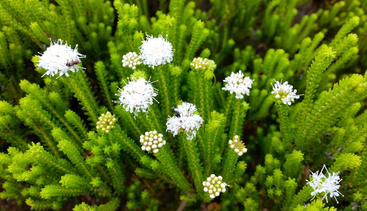 Morukuru Beach Lodge De Hoop Nature Reserve Екстериор снимка