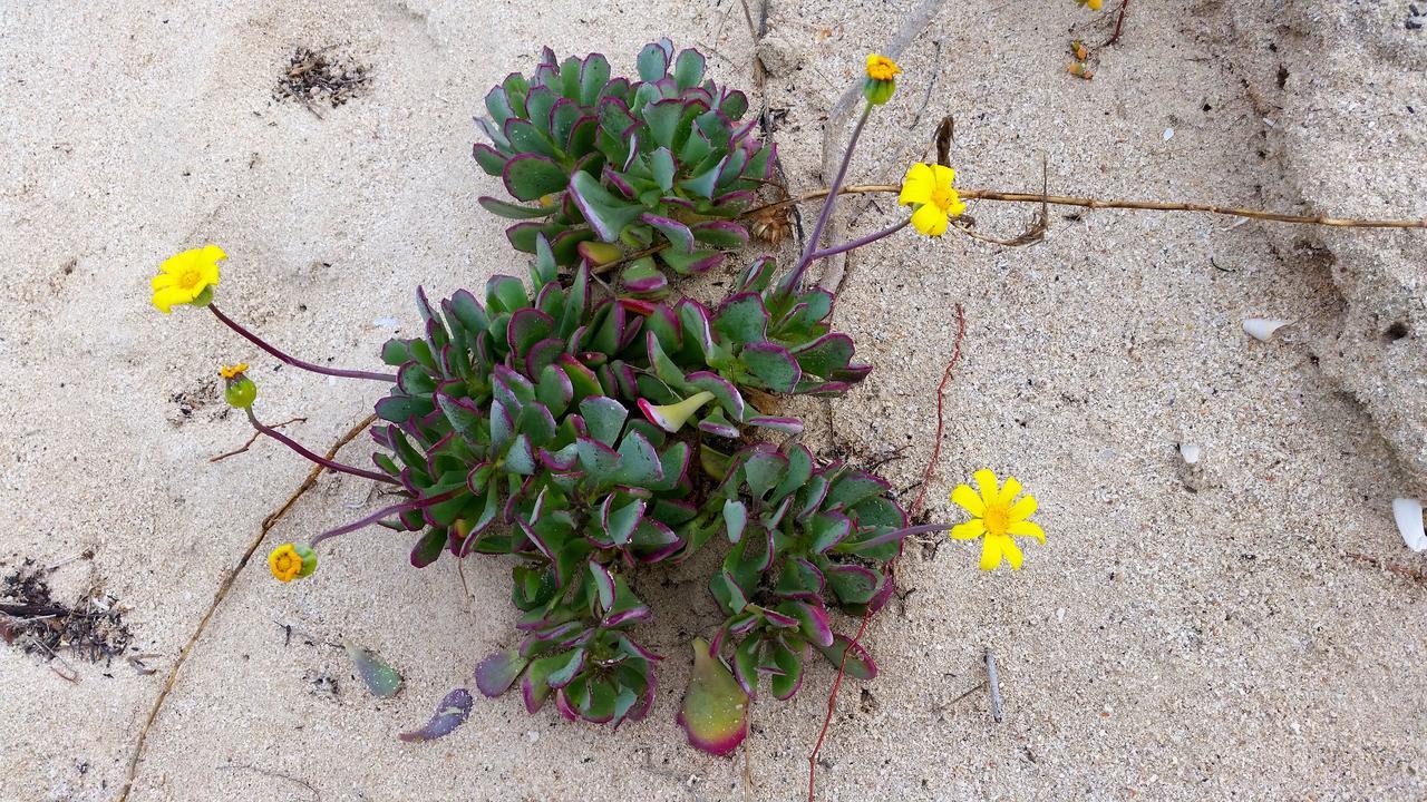 Morukuru Beach Lodge De Hoop Nature Reserve Екстериор снимка